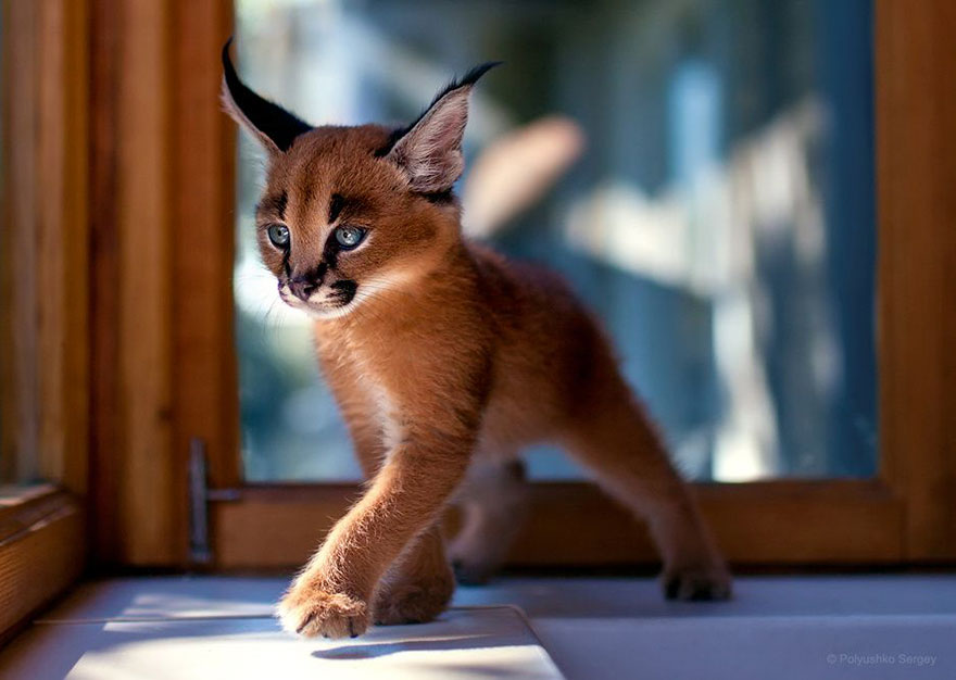 它們都是表情帝！一組不可思議的動物肖像