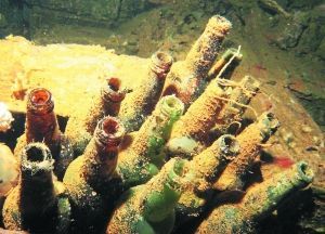 長滿水藻的日本清酒瓶。