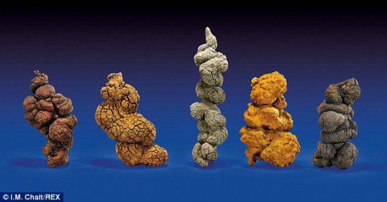 古時(shí)海龜五份糞便樣本也將拍賣。