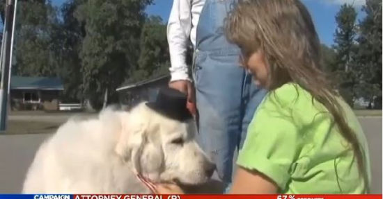 美國(guó)小鎮(zhèn)選可愛(ài)小狗當(dāng)鎮(zhèn)長(zhǎng)報(bào)酬為一年狗糧(圖) 美國(guó)小鎮(zhèn)選可愛(ài)小狗當(dāng)鎮(zhèn)長(zhǎng)報(bào)酬為一年狗糧(圖)