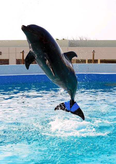 日本安裝橡膠尾鰭的海豚去世 推測(cè)已存活45年(圖) 日本安裝橡膠尾鰭的海豚去世 推測(cè)已存活45年(圖)