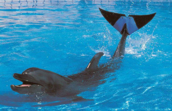 日本安裝橡膠尾鰭的海豚去世 推測(cè)已存活45年(圖) 日本安裝橡膠尾鰭的海豚去世 推測(cè)已存活45年(圖)