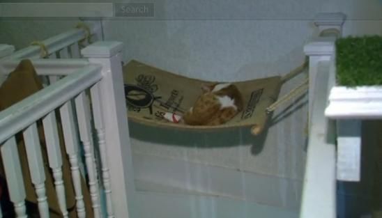 圖為加拿大首家貓咪咖啡館。