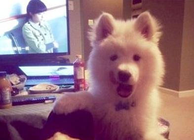 已經(jīng)被他人領(lǐng)養(yǎng)的Bosco。（加拿大《世界日報》援引CBC）