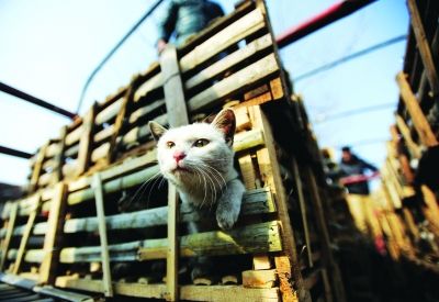 貨車上被販運(yùn)的貓。 記者陳亮 攝