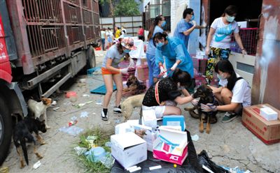 昨日下午，志愿者對(duì)攔截下來的狗逐一檢查，分類進(jìn)行管理。新京報(bào)記者 吳江 攝