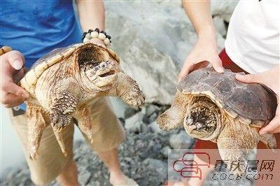 楊先生買(mǎi)來(lái)的鱷龜有很強(qiáng)的攻擊性。見(jiàn)習(xí)記者 雷鍵 攝