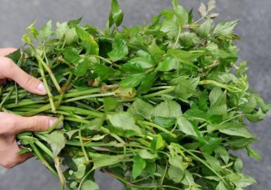 四川多個(gè)景區(qū)農(nóng)家樂(lè)賣不明野菜 野芹毒芹分不清 四川多個(gè)景區(qū)農(nóng)家樂(lè)賣不明野菜 野芹毒芹分不清