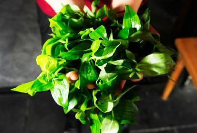 四川多個(gè)景區(qū)農(nóng)家樂(lè)賣不明野菜 野芹毒芹分不清 四川多個(gè)景區(qū)農(nóng)家樂(lè)賣不明野菜 野芹毒芹分不清