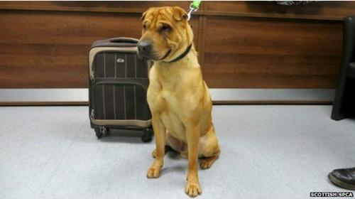 蘇格蘭動(dòng)物權(quán)益慈善組織已經(jīng)通過(guò)芯片查出這只小狗的名字叫凱。