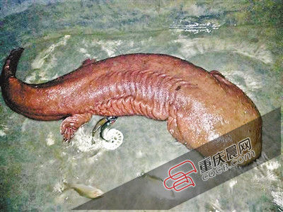 巫山抱龍鎮(zhèn)的超級(jí)娃娃魚。 巫山抱龍鎮(zhèn)的超級(jí)娃娃魚。