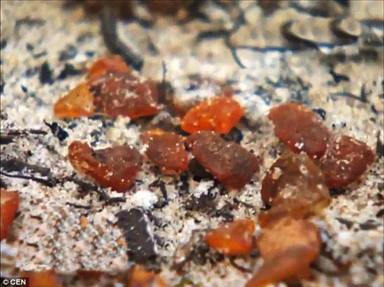 波羅的海的一場(chǎng)暴風(fēng)雨將琥珀卷到了岸上，這里包攬了全球90%的琥珀產(chǎn)量。