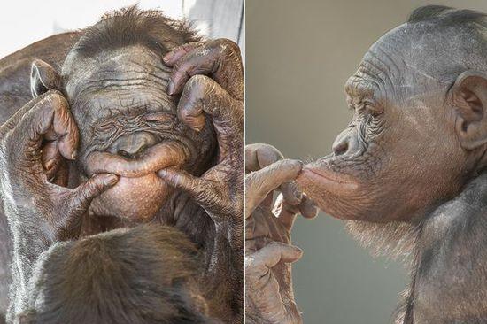 黑猩猩擺各種姿勢拍照。