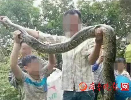 膽真大！男子抓野生大蟒燉湯 蟒蛇屬國家一級保護動物(圖)