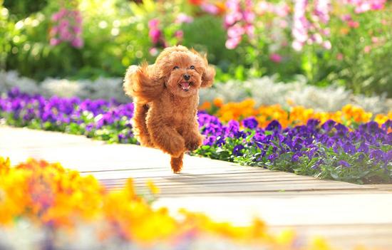 科學(xué)家教你如何與寵物關(guān)系更密切:跟狗狗對(duì)視 科學(xué)家教你如何與寵物關(guān)系更密切:跟狗狗對(duì)視