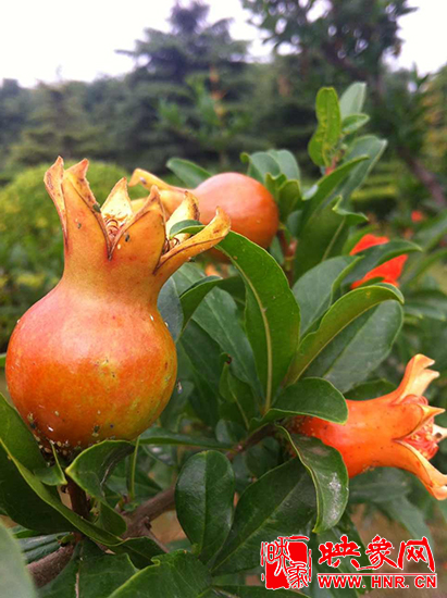 中國(guó)?鄭州首屆河陰石榴花文化旅游節(jié)開幕