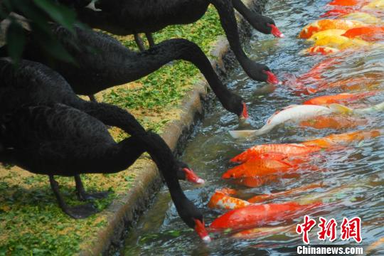 深圳動物園黑天鵝喂食錦鯉魚“日久生情”場面溫馨 深圳動物園黑天鵝喂食錦鯉魚“日久生情”場面溫馨