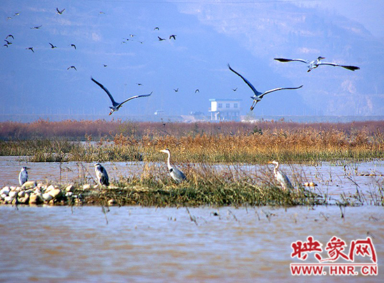 濟源小浪底景區(qū)積極籌備第五屆“觀鳥季” 濟源小浪底景區(qū)積極籌備第五屆“觀鳥季”