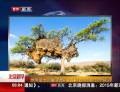 世界最大鳥巢壓垮樹干  重1814斤有100個(gè)隔間