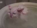 喜歡在盆里暖浴喵咪！這貨太懶了
