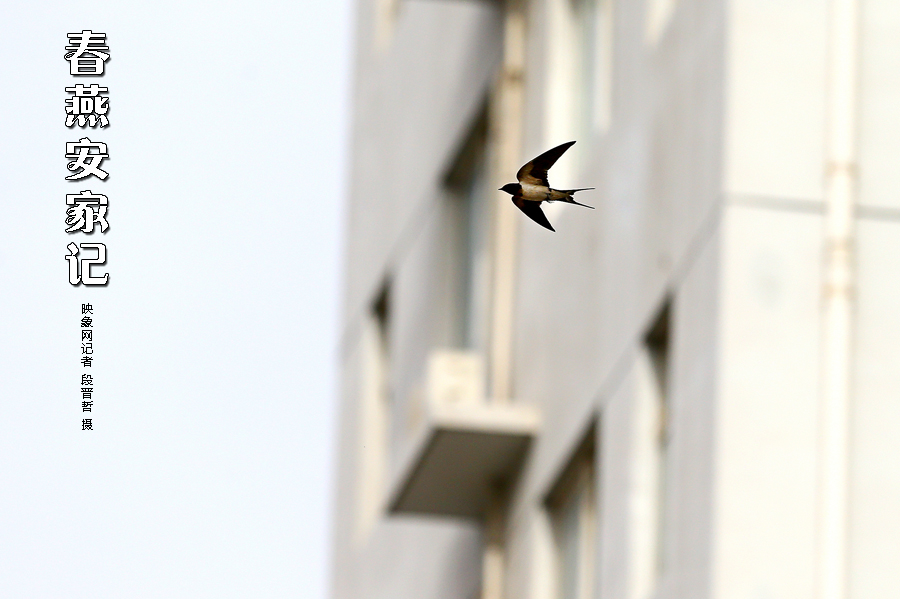 為了愛(ài)巢，每天奔波在樓宇間不斷努力