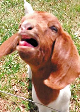 這只會(huì)說話的小山羊不斷發(fā)出類似“What”的聲音。